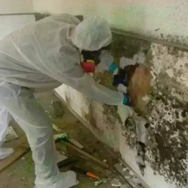 Mold Remediation and Removal in Shepherdsville, KY